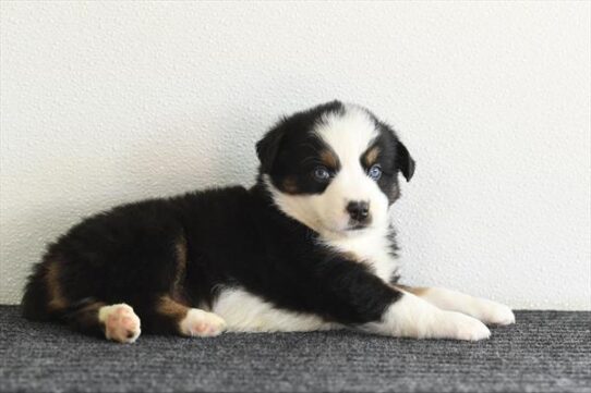 Australian Shepherd-DOG-Male-Black-10284-Petland Pensacola, Florida