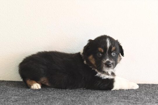 Australian Shepherd-DOG-Female-Black-10285-Petland Pensacola, Florida