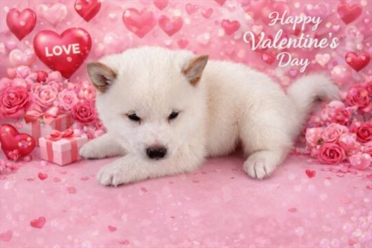 Shiba Inu-DOG-Male-Cream-10286-Petland Pensacola, Florida