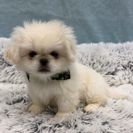 Pekingese-DOG-Male-Cream / White-10309-Petland Pensacola, Florida