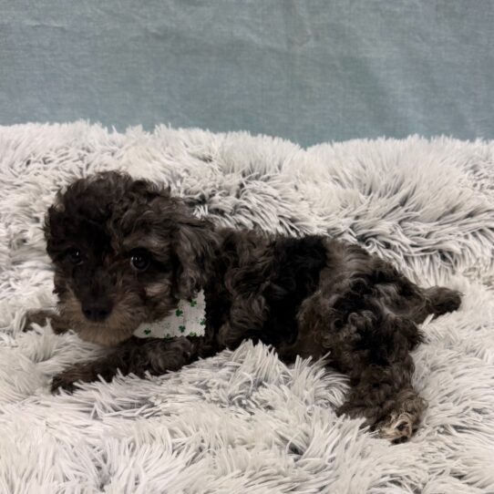 Poodle-DOG-Male-Blue Merle-10307-Petland Pensacola, Florida