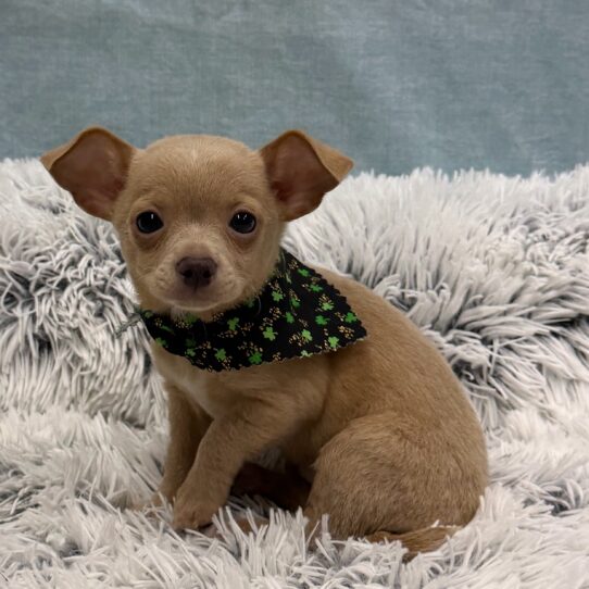 Chihuahua-DOG-Female-Red-10297-Petland Pensacola, Florida