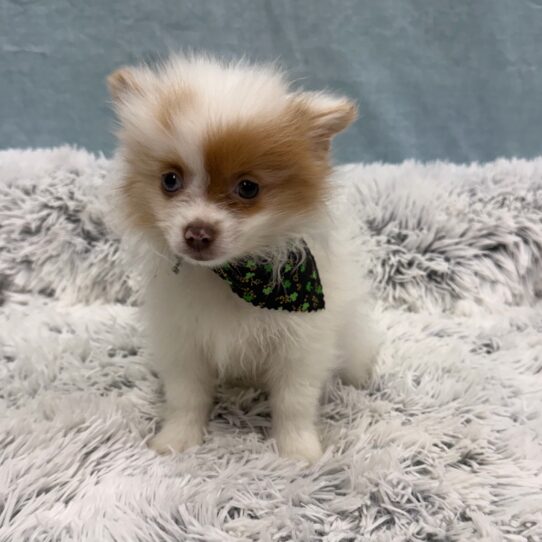 Pomeranian-DOG-Male-Chocolate Sable-10299-Petland Pensacola, Florida