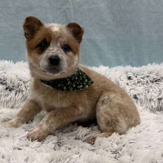 Australian Cattle Dog-DOG-Female-Red-10300-Petland Pensacola, Florida