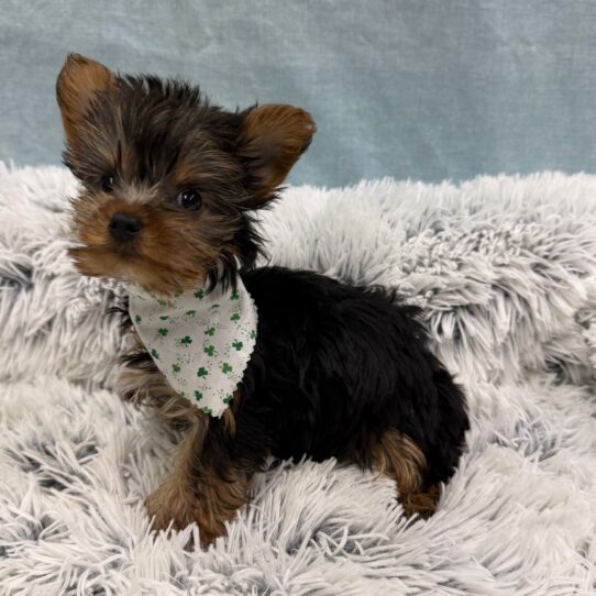 Yorkshire Terrier-DOG-Female-Black / Tan-10302-Petland Pensacola, Florida
