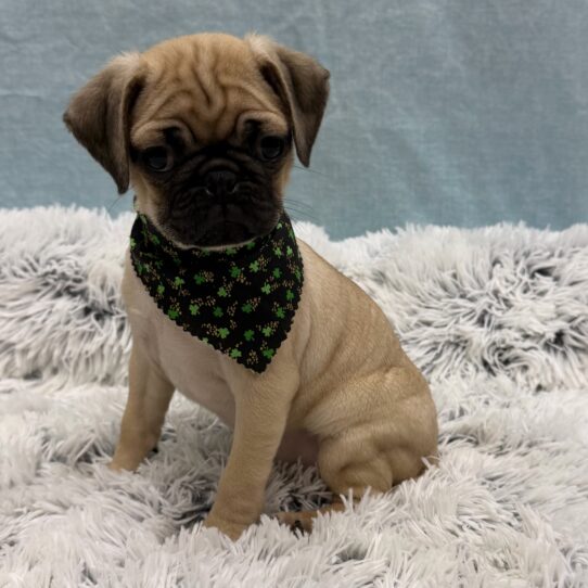 Pug-DOG-Female-Fawn-10303-Petland Pensacola, Florida