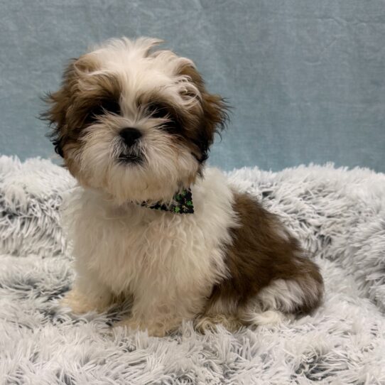 Shih Tzu-DOG-Male-Gold / White-10306-Petland Pensacola, Florida