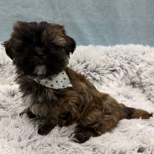 Poodle-Shizapoo-DOG-Male-Brindle-10308-Petland Pensacola, Florida
