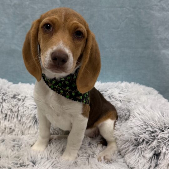 Beagle-DOG-Female-Brown White and Tan-10296-Petland Pensacola, Florida