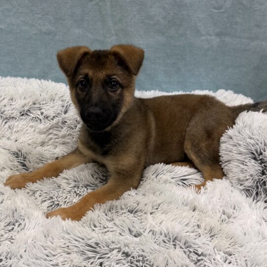 German Shepherd-DOG-Female-Red Sable-10301-Petland Pensacola, Florida