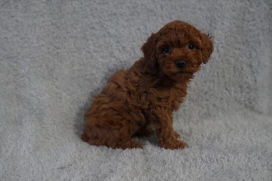 Poodle-DOG-Male-Red-10314-Petland Pensacola, Florida