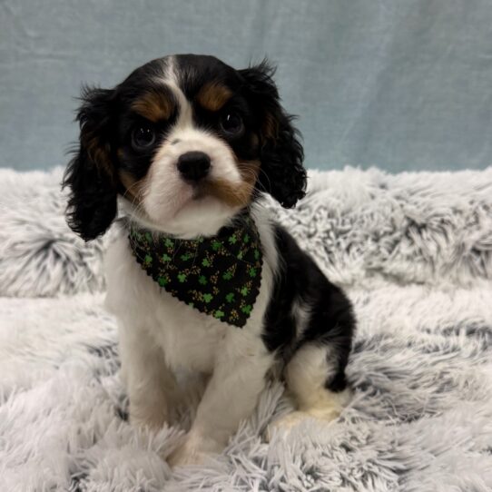 Cavalier King Charles Spaniel-DOG-Female-Tri-Colored-10315-Petland Pensacola, Florida