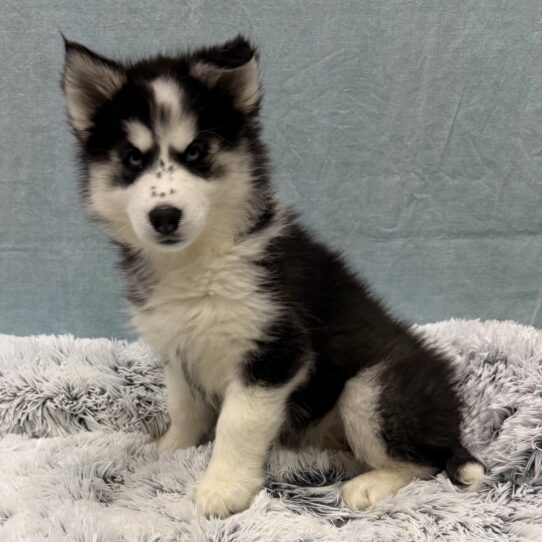 Siberian Husky-DOG-Female-Black / White-10319-Petland Pensacola, Florida