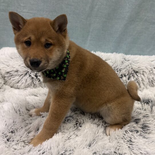 Shiba Inu-DOG-Female-Red Sesame-10313-Petland Pensacola, Florida