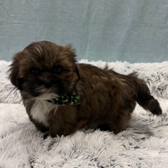 Lhasa Apso-DOG-Male-Red Sable-10317-Petland Pensacola, Florida
