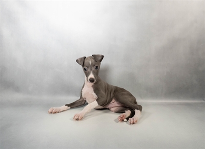 Italian Greyhound-DOG-Male-Blue-10325-Petland Pensacola, Florida