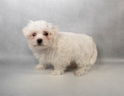 Maltese-DOG-Male-White-10326-Petland Pensacola, Florida
