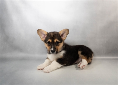 Pembroke Welsh Corgi-DOG-Female-Black and Tan-10327-Petland Pensacola, Florida