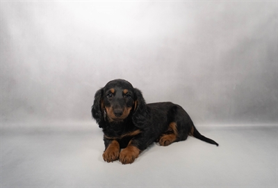 Dachshund-DOG-Male-Black and Tan-10329-Petland Pensacola, Florida
