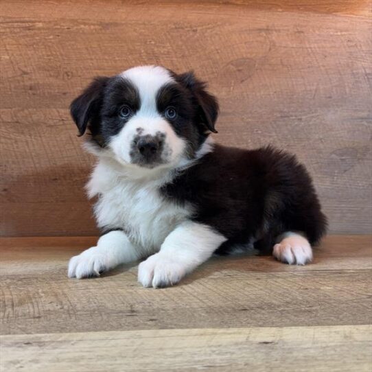 Australian Shepherd-DOG-Male-Black / White-10337-Petland Pensacola, Florida