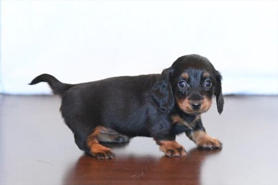 Dachshund-DOG-Female-Black / Tan-10338-Petland Pensacola, Florida