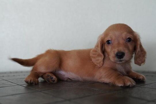 Dachshund-DOG-Male-Red-10343-Petland Pensacola, Florida