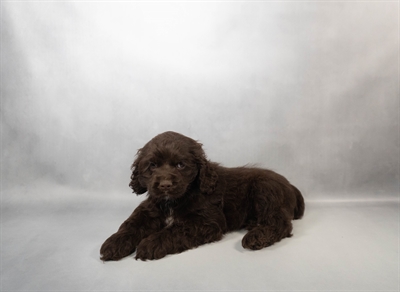 Cocker Spaniel-DOG-Male-Brown-10355-Petland Pensacola, Florida