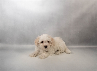 Maltipoo-DOG-Female-White and Apricot-10357-Petland Pensacola, Florida