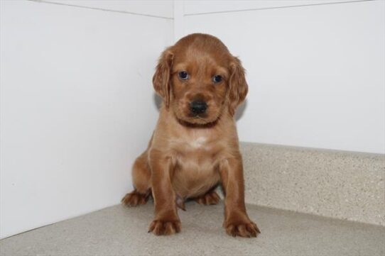 Irish Setter-DOG-Male-Red-10366-Petland Pensacola, Florida