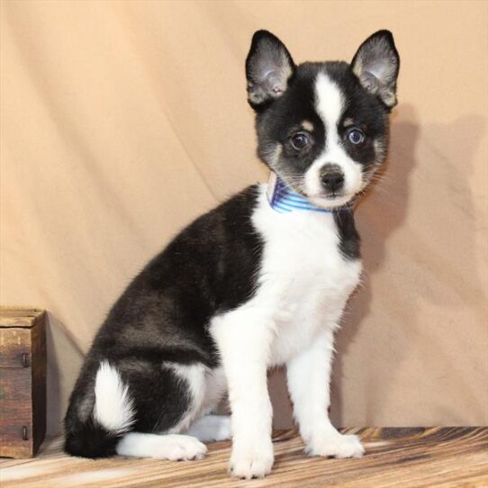 Alaskan Klee Kai-DOG-Female-Black Tan / White-10370-Petland Pensacola, Florida