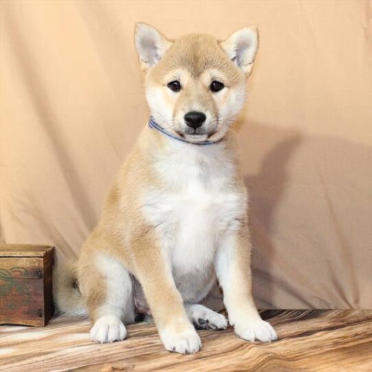 Shiba Inu-DOG-Female-Red Sesame-10371-Petland Pensacola, Florida