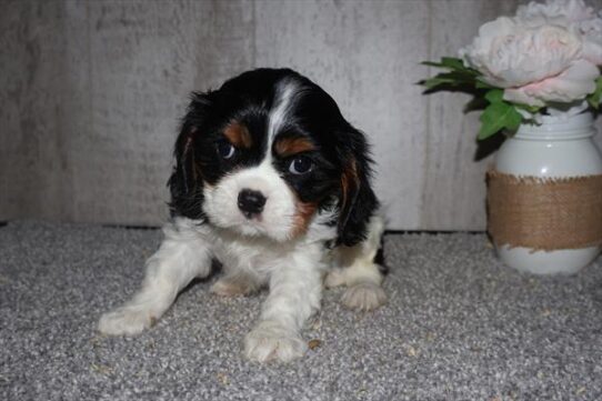 Cavalier King Charles Spaniel-DOG-Male-Tri-Colored-10374-Petland Pensacola, Florida