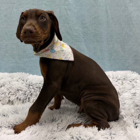 Doberman Pinscher-DOG-Male-Brown / Rust-10378-Petland Pensacola, Florida