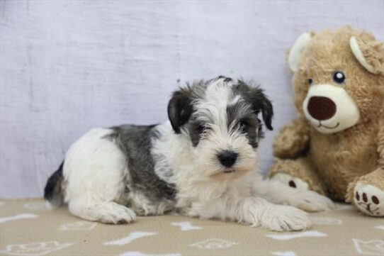 Miniature Schnauzer-DOG-Male-Black / White-10163-Petland Pensacola, Florida