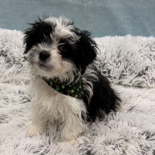 Havanese-DOG-Male-Black / White-10310-Petland Pensacola, Florida