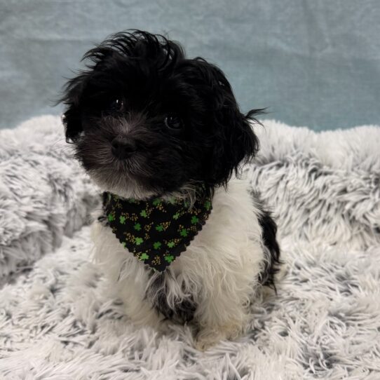 Havanese-DOG-Female-Black / White-10311-Petland Pensacola, Florida