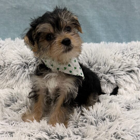 Morkie-DOG-Male-Black / Tan-10305-Petland Pensacola, Florida