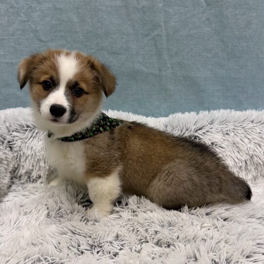 Pembroke Welsh Corgi-DOG-Male-Red / White-10312-Petland Pensacola, Florida
