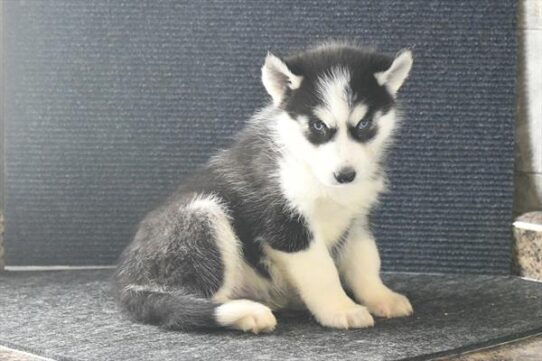 Siberian Husky-DOG-Male-Black / White-10318-Petland Pensacola, Florida