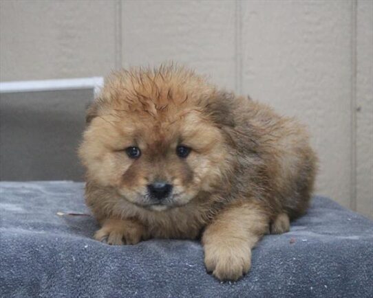 Chow Chow-DOG-Male-Red-10336-Petland Pensacola, Florida