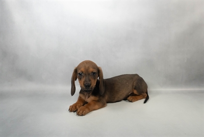 Dachshund-DOG-Male-Red-10356-Petland Pensacola, Florida