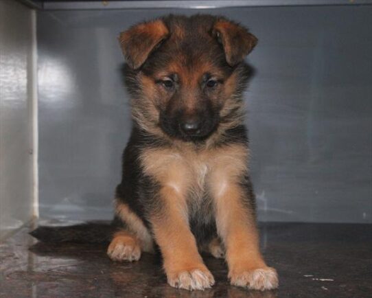 German Shepherd-DOG-Female-Black / Tan-10367-Petland Pensacola, Florida