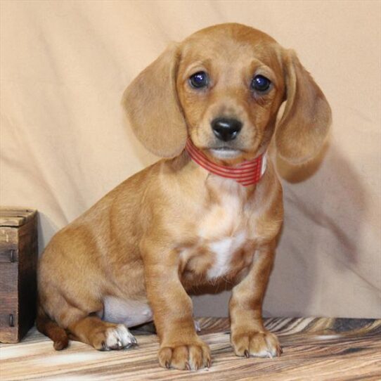 Dachshund-DOG-Female-Red-10372-Petland Pensacola, Florida