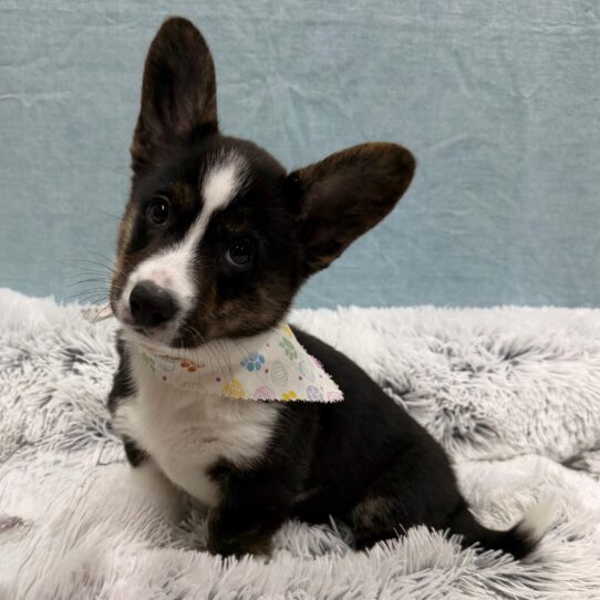 Cardigan Welsh Corgi-DOG-Female-Black / White-10341-Petland Pensacola, Florida