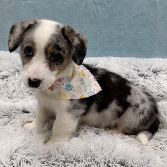 Cardigan Welsh Corgi-DOG-Male-Blue Merle-10340-Petland Pensacola, Florida