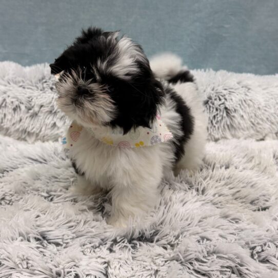 Shih Tzu-DOG-Female-Black / White-10339-Petland Pensacola, Florida