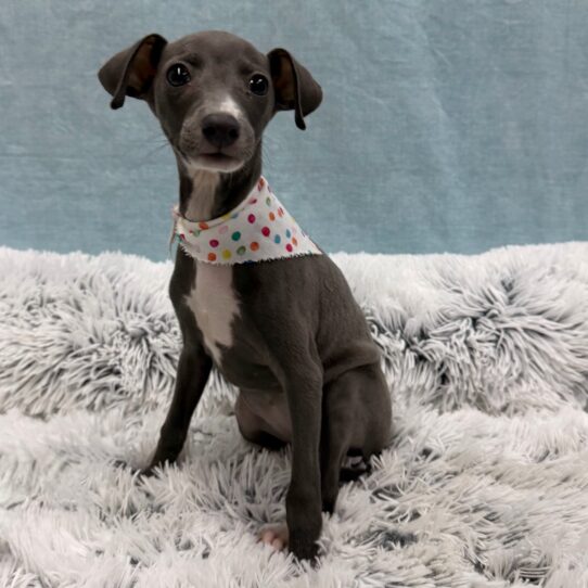 Italian Greyhound-DOG-Female-Blue-10373-Petland Pensacola, Florida