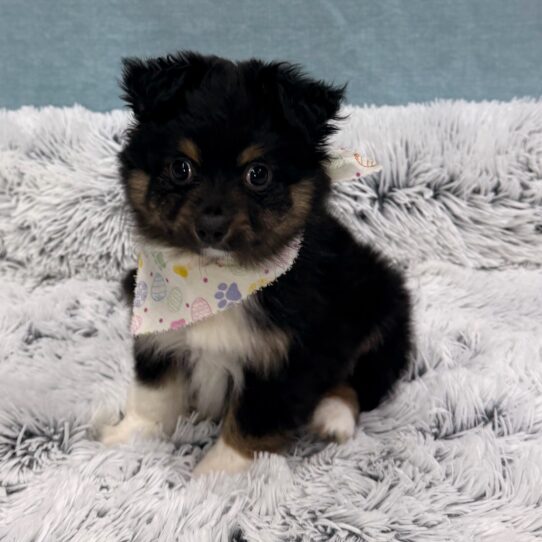 Australian Shepherd-DOG-Male-Black / Tan-10388-Petland Pensacola, Florida