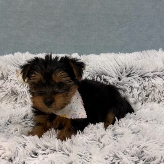 Yorkshire Terrier-DOG-Male-Black and Tan-10384-Petland Pensacola, Florida