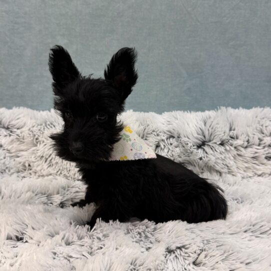 Scottish Terrier-DOG-Female-Black-10386-Petland Pensacola, Florida